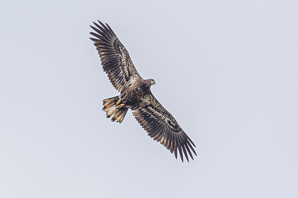 Bald Eagle in Fly Creek