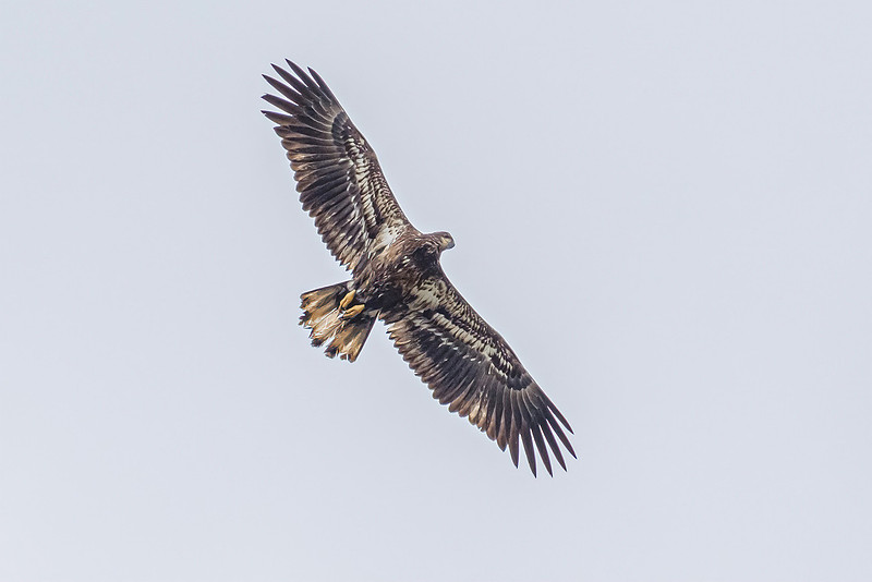 Bald Eagle in Fly Creek