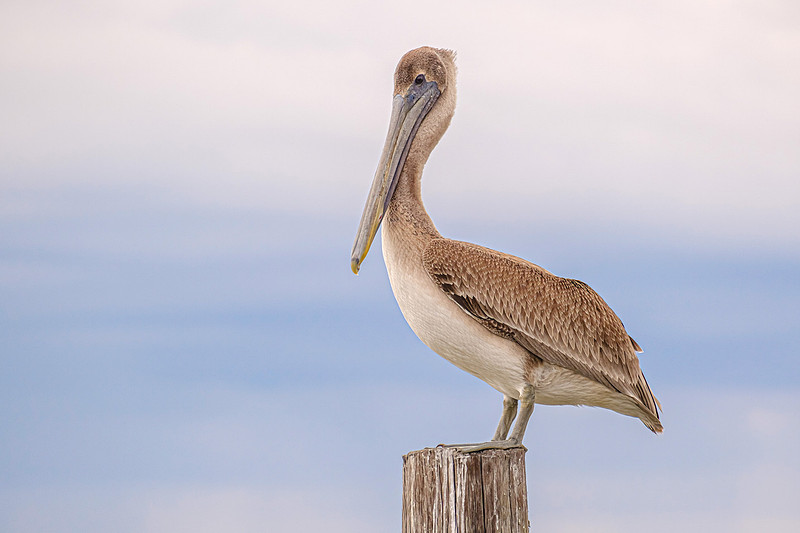 Brown Pelican in Fly Creek