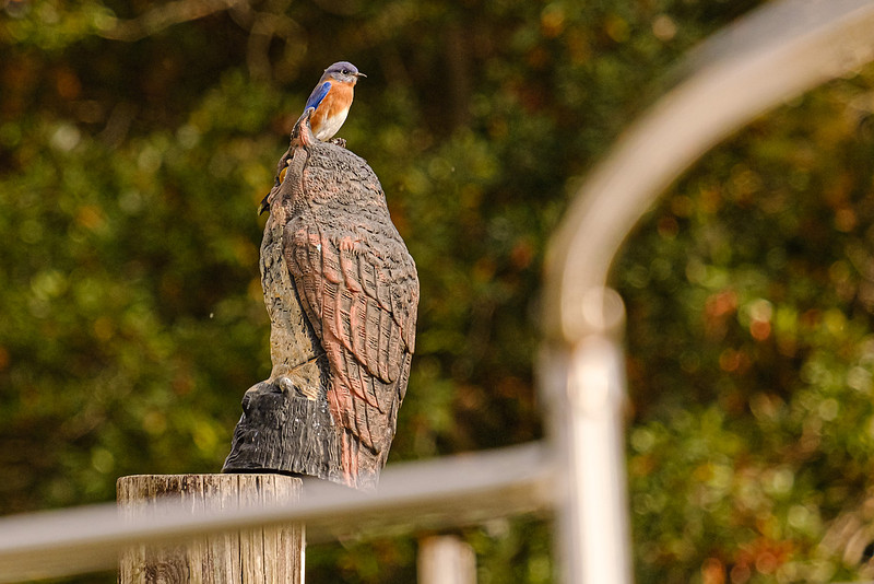 Blue Bird in Fly Creek