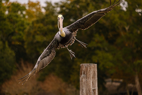 Brown Pelican in Fly Creek