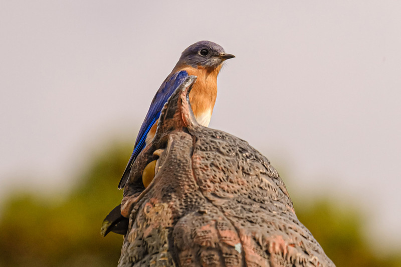 Blue Bird in Fly Creek