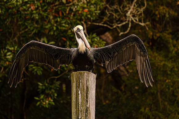 Brown Pelican in Fly Creek