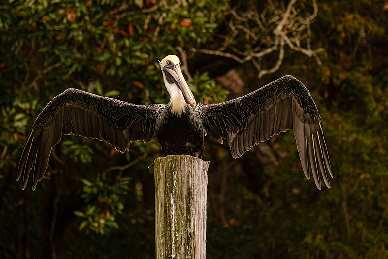 Brown Pelican in Fly Creek