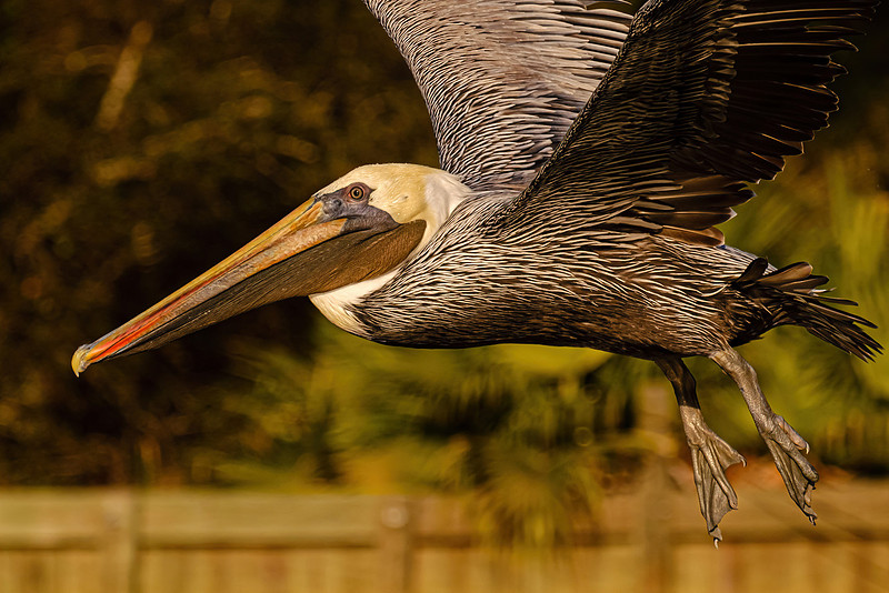 Brown Pelican in Fly Creek