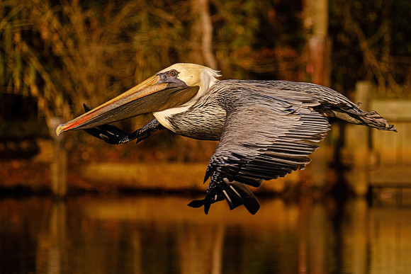 Brown Pelican in Fly Creek