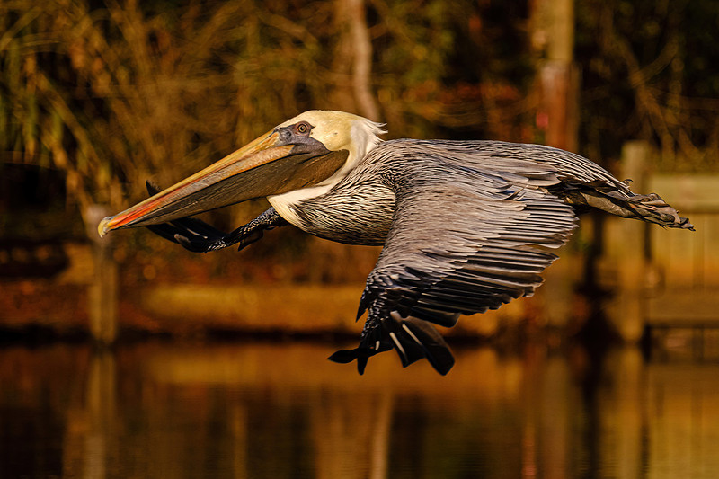 Brown Pelican in Fly Creek