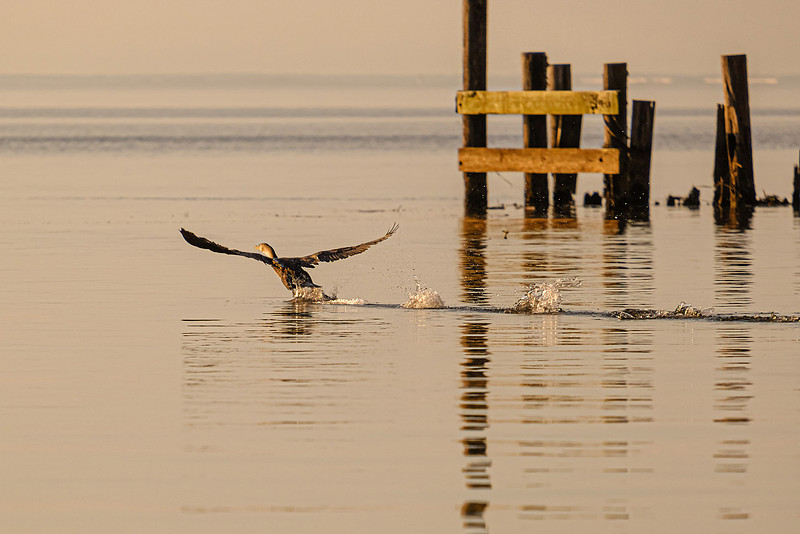 Brown Pelican in Fly Creek