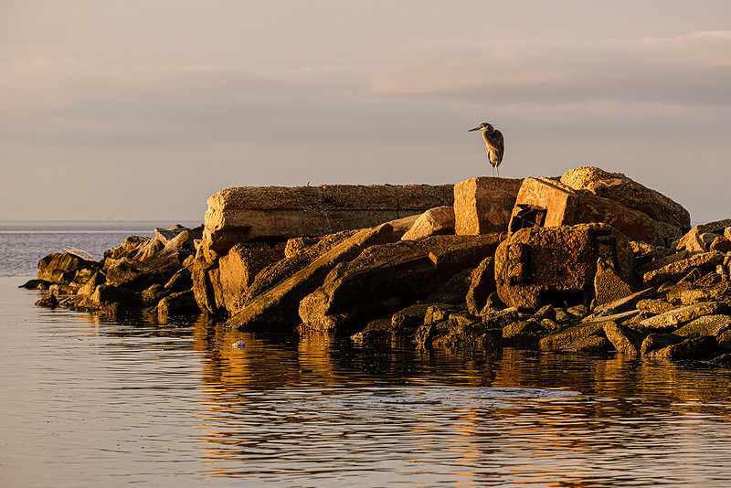 Great Blue Heron in Fly Creek