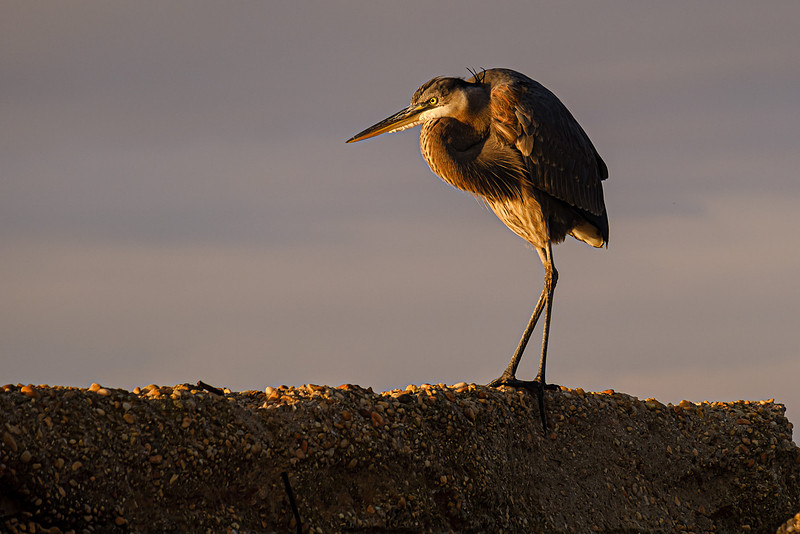 Great Blue Heron in Fly Creek
