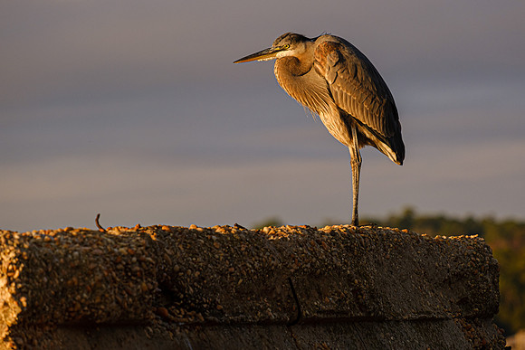 Great Blue Heron in Fly Creek