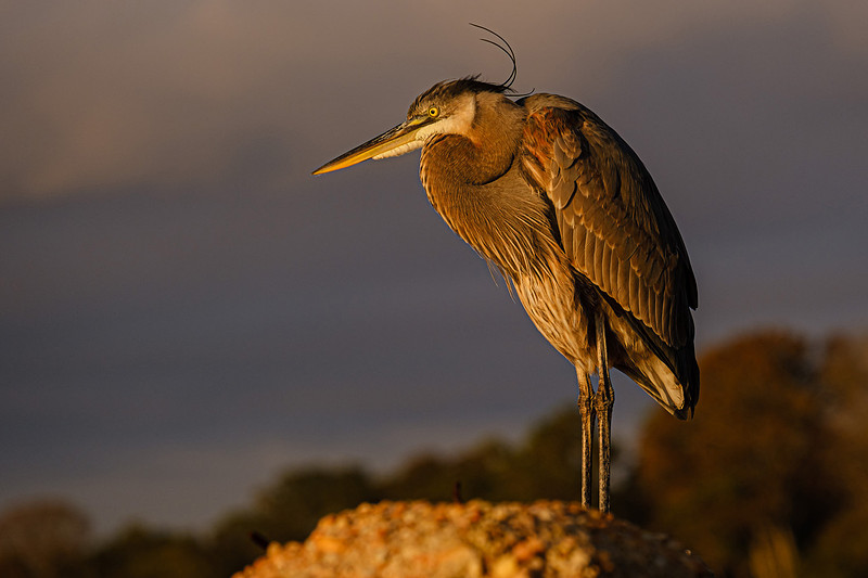 Great Blue Heron in Fly Creek