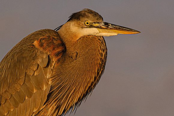 Great Blue Heron in Fly Creek