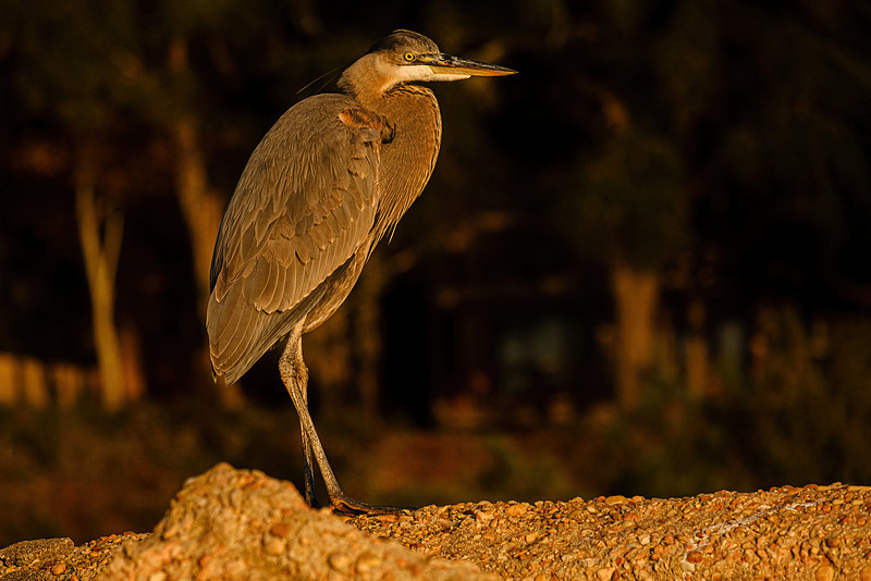 Great Blue Heron in Fly Creek