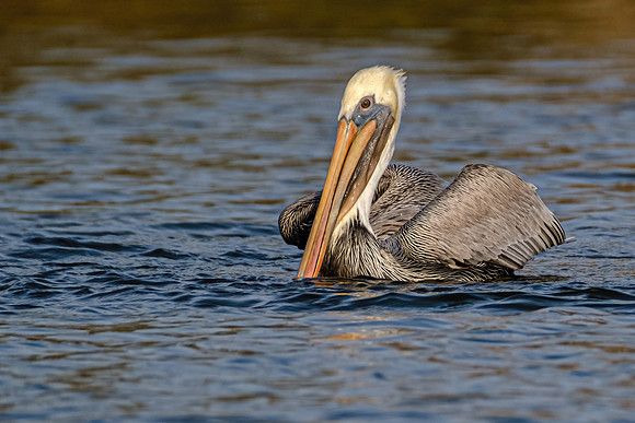 Brown Pelican in Fish River