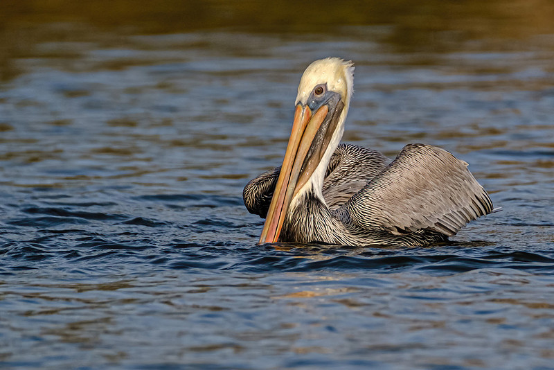 Brown Pelican in Fish River