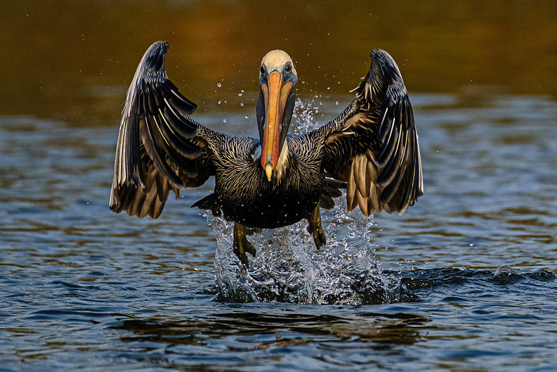 Brown Pelican in Fish River