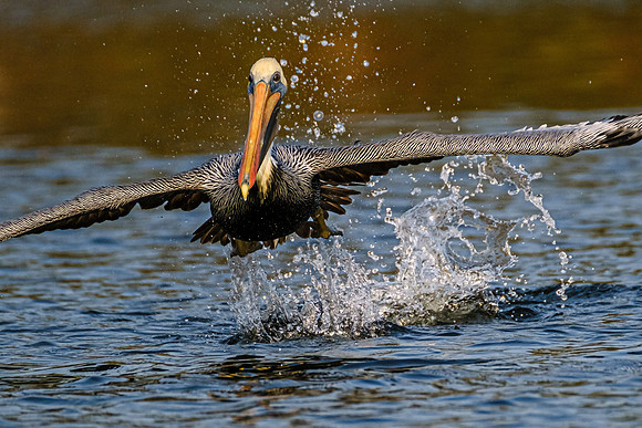 Brown Pelican in Fish River