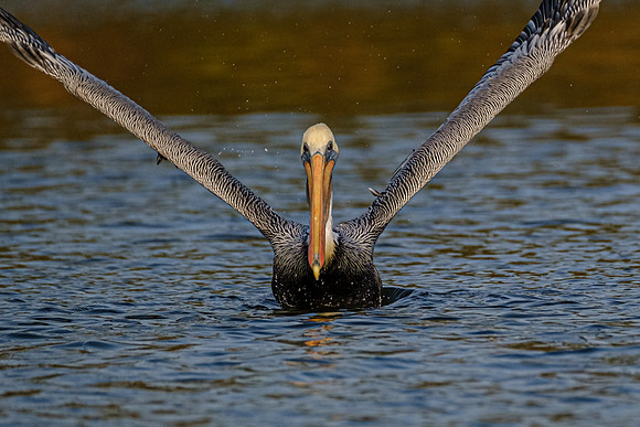 Baldwin County Wildlife Photographer