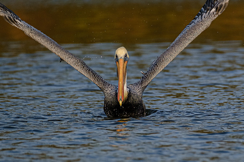 Baldwin County Wildlife Photographer