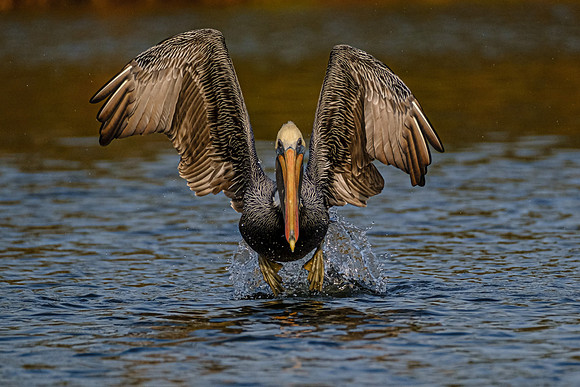 Brown Pelican in Fish River