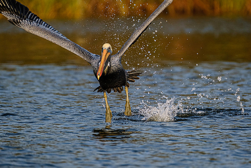 Brown Pelican in Fish River