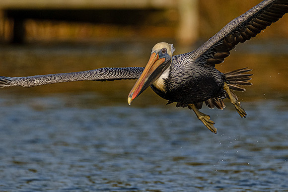 Brown Pelican in Fish River