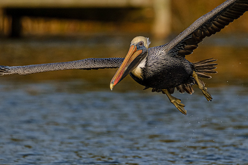 Brown Pelican in Fish River
