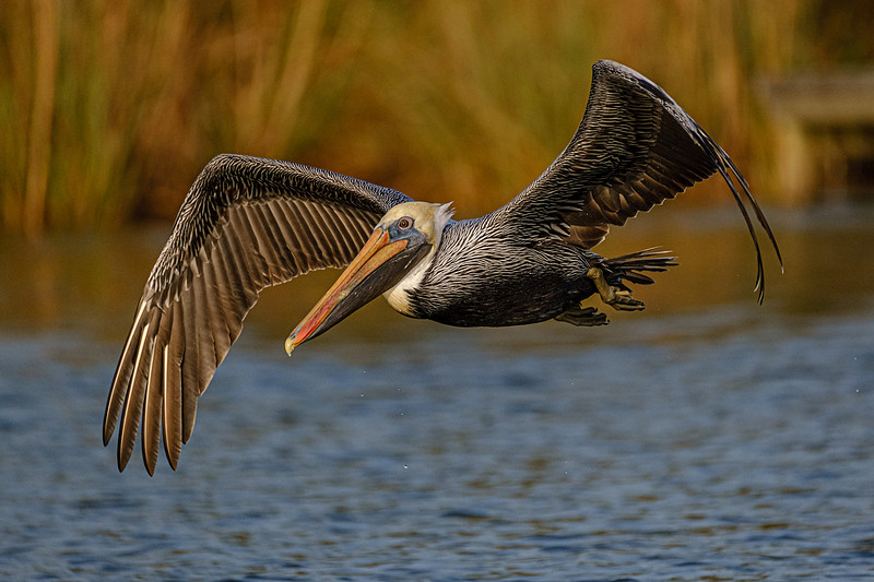Brown Pelican in Fish River