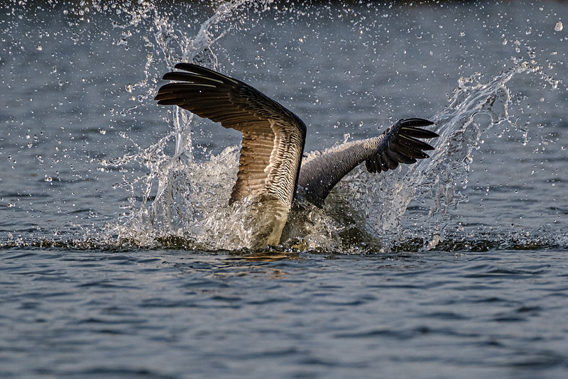 Brown Pelican in Fish River