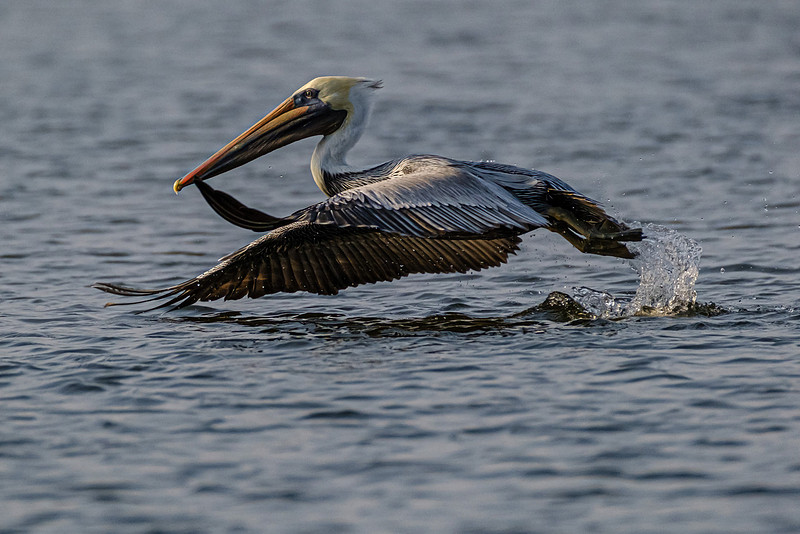 Brown Pelican in Fish River