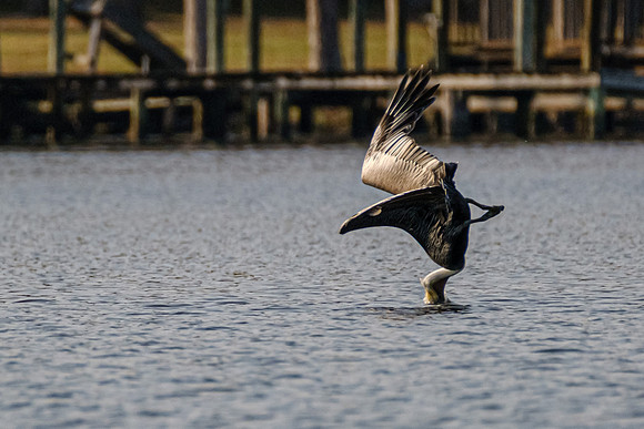 Brown Pelican in Fish River
