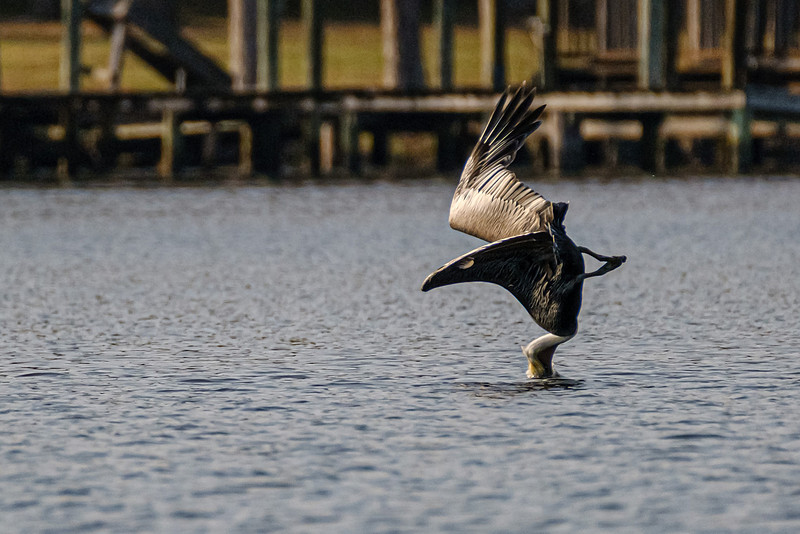 Brown Pelican in Fish River