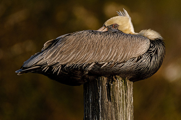 Brown Pelican in Fish River