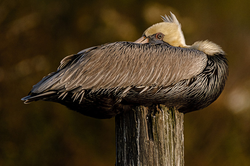 Brown Pelican in Fish River