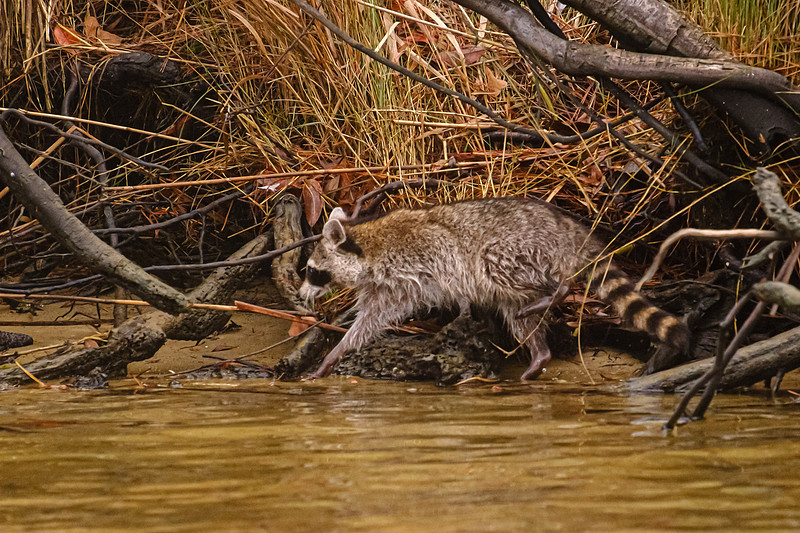 Wildlife in Baldwin County