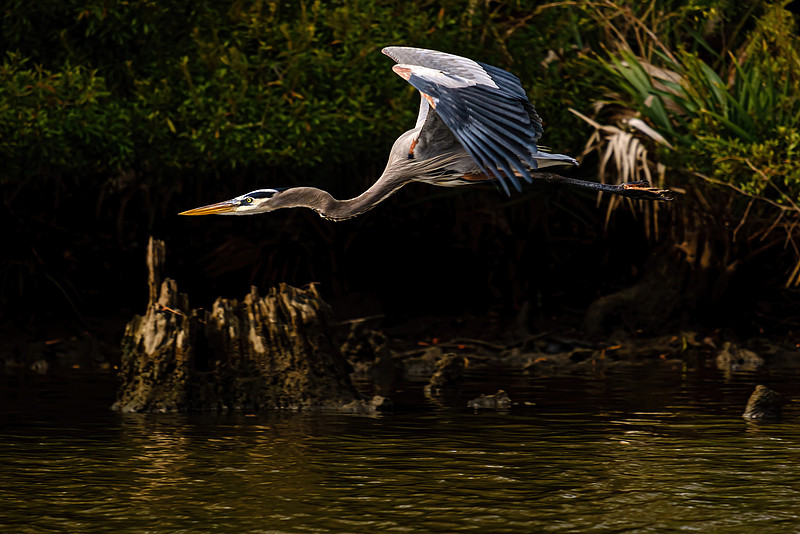 Great Blue Heron in Fish River