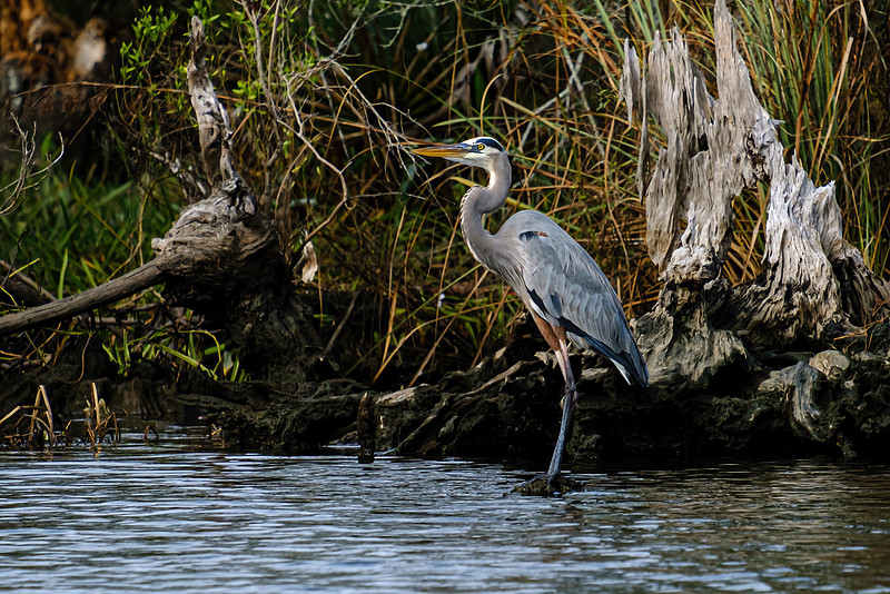 Great Blue Heron in Fish River