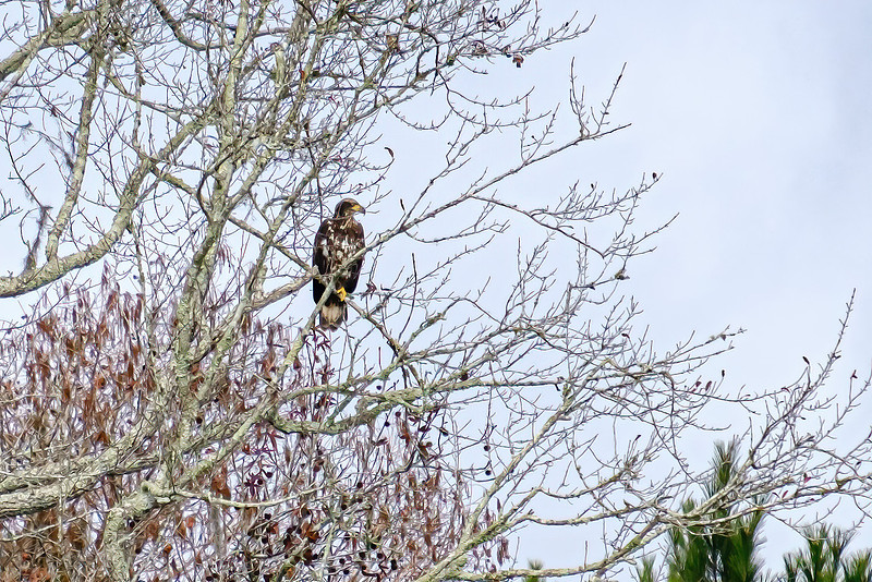 Juvenile Bald Eagle in Baldwin County