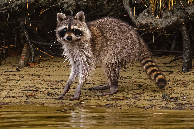 Wildlife in Baldwin County