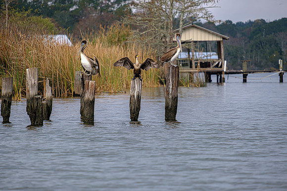 Wildlife in Baldwin County