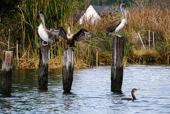 Wildlife in Baldwin County