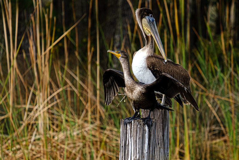 Wildlife in Baldwin County