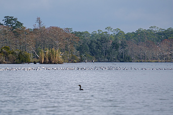 Wildlife in Baldwin County