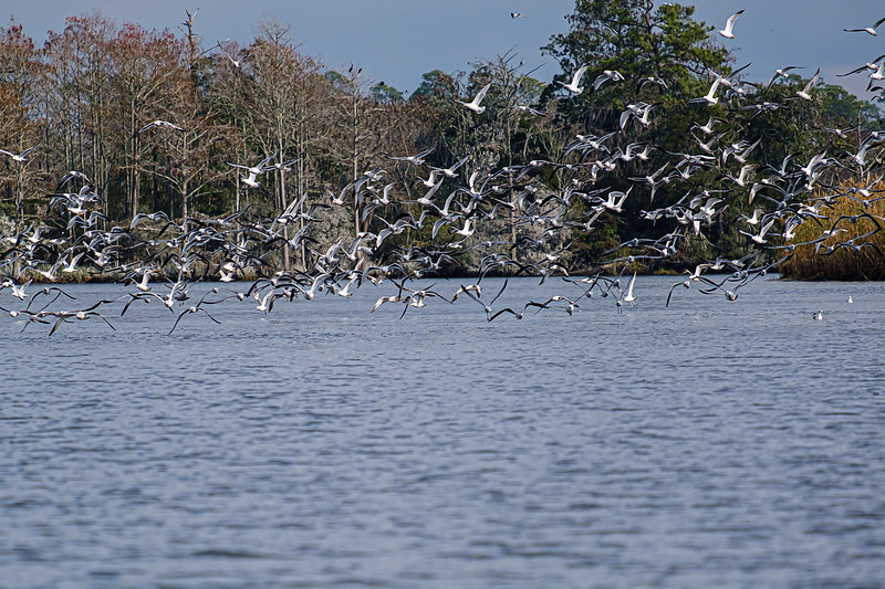 Wildlife in Baldwin County