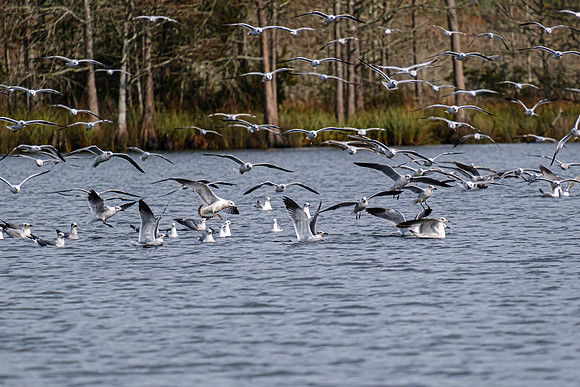 Wildlife in Baldwin County