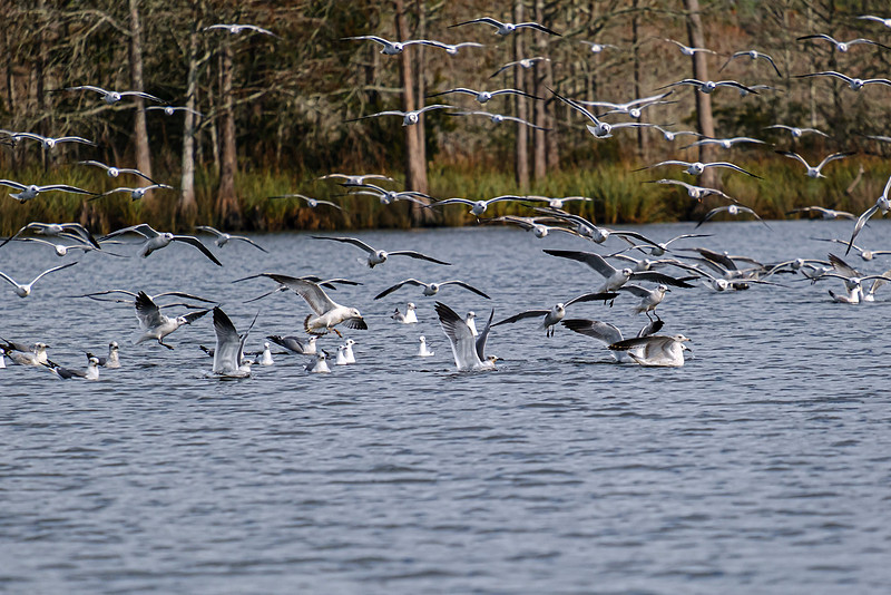 Wildlife in Baldwin County