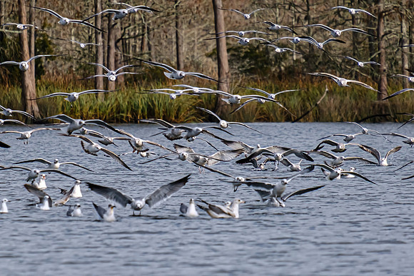 Wildlife in Baldwin County