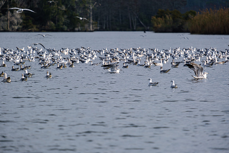 Wildlife in Baldwin County