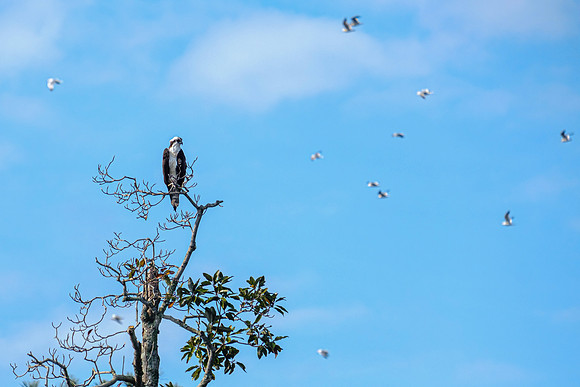 Osprey in Baldwin County